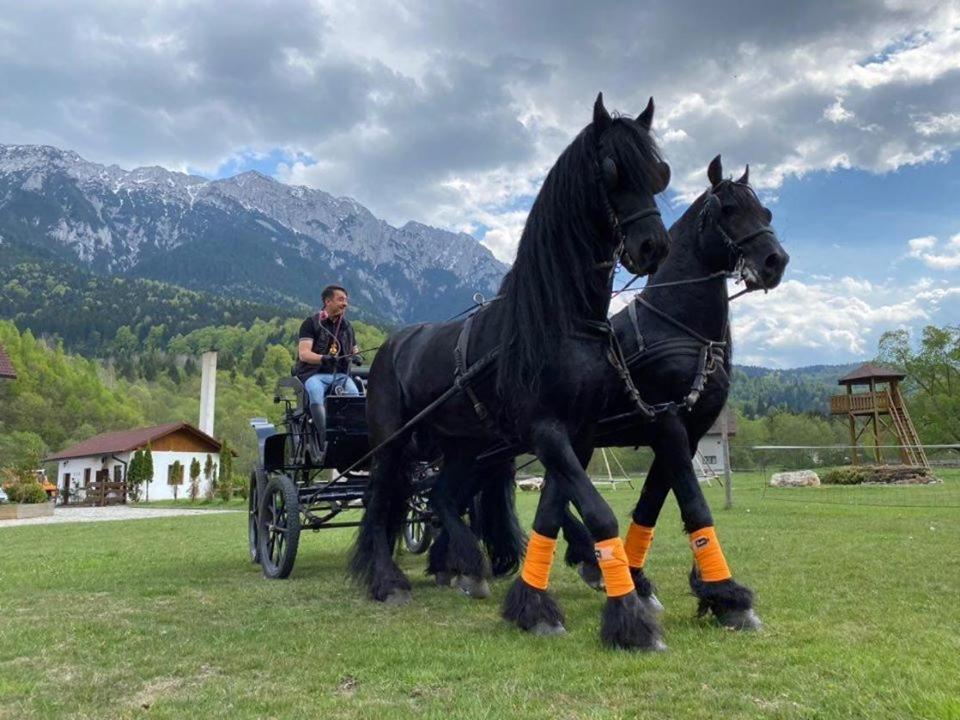 Willa Aroa Mountain 4 Zărneşti Zewnętrze zdjęcie